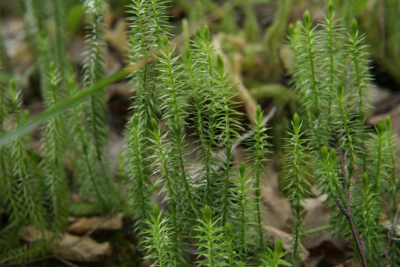 Изображение особи Lycopodium annotinum.