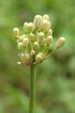 Allium pallens ssp. coppoleri