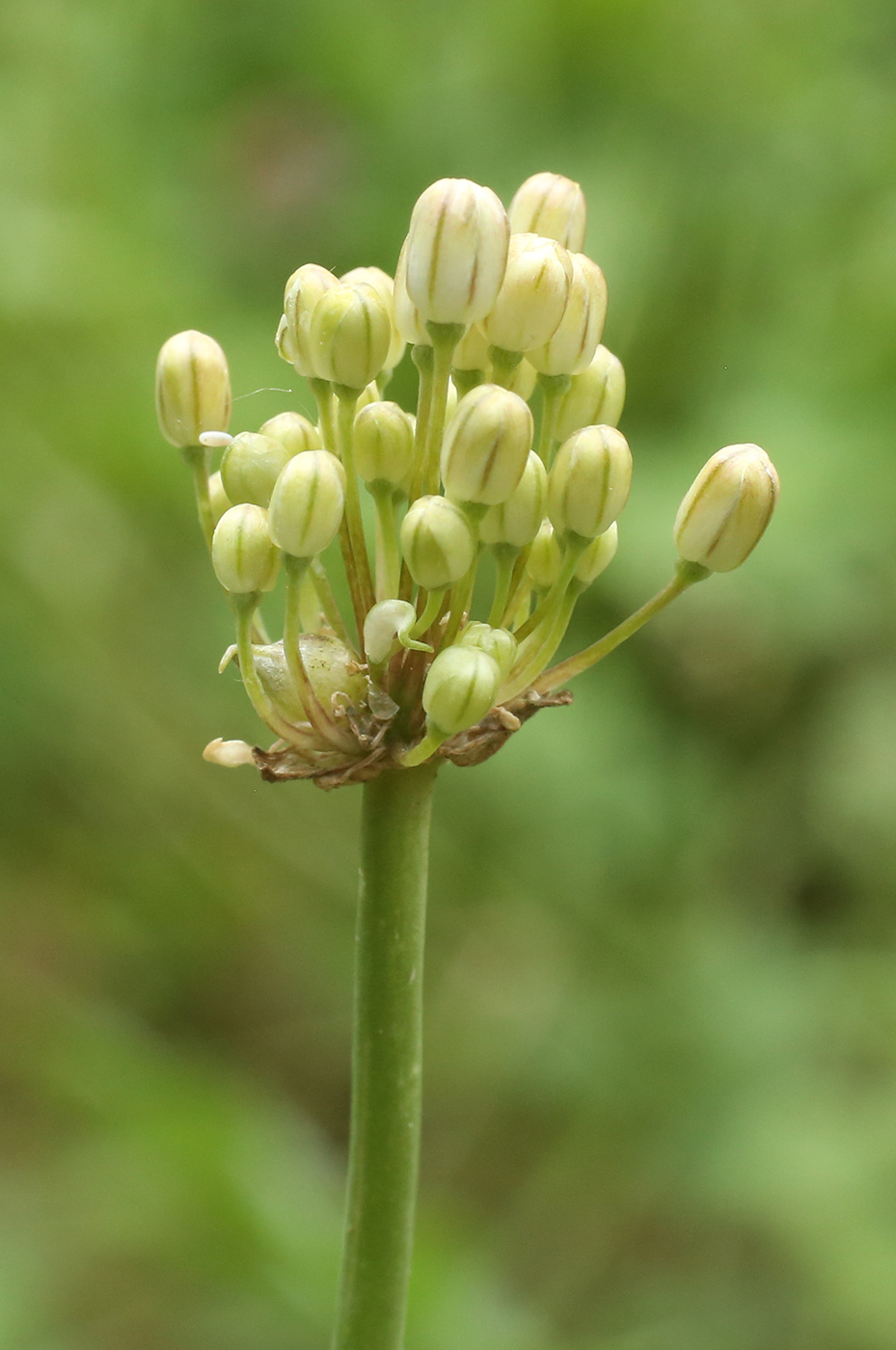 Изображение особи Allium pallens ssp. coppoleri.