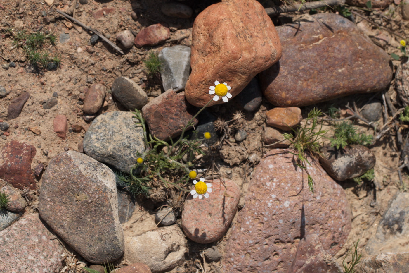 Изображение особи семейство Asteraceae.