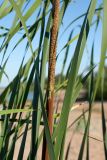 Typha angustifolia. Часть побега с женским (внизу) и мужским (вверху) соцветиями и части листьев. Ленинградская обл., окр. пос. Большая Ижора, побережье Финского зал., понижение в тыльной части песчаного берегового вала, тростниково-рогозовые заросли. 07.07.2019.