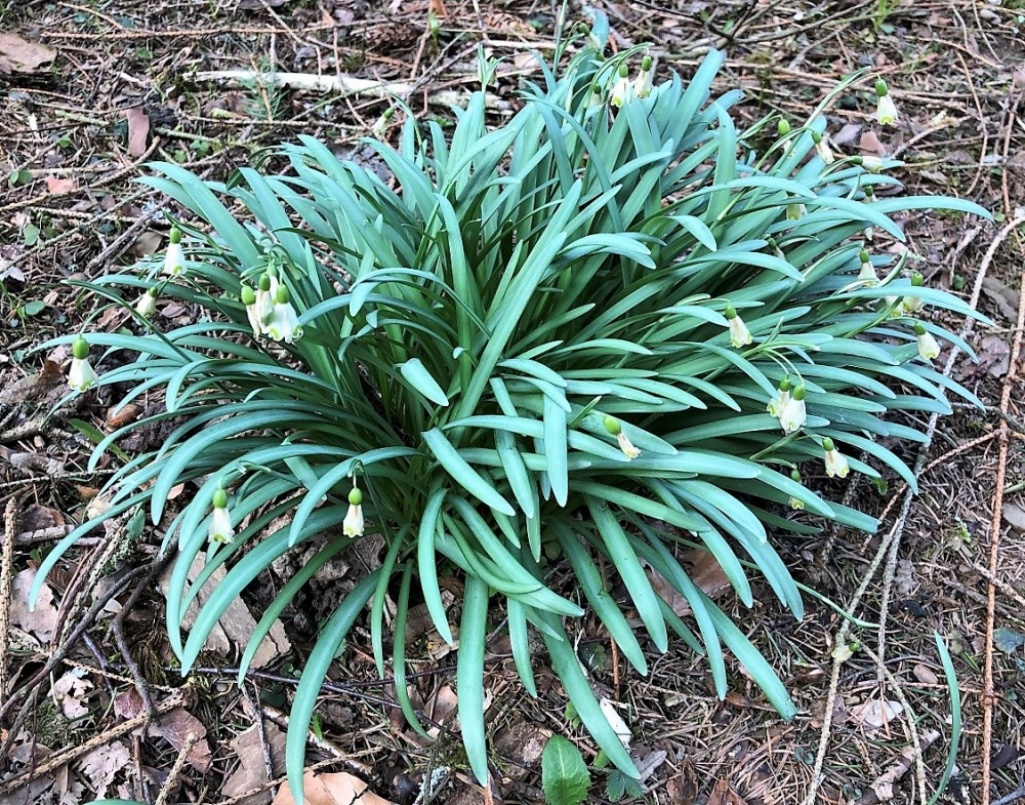 Image of Galanthus nivalis specimen.