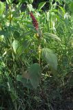 Amaranthus hypochondriacus