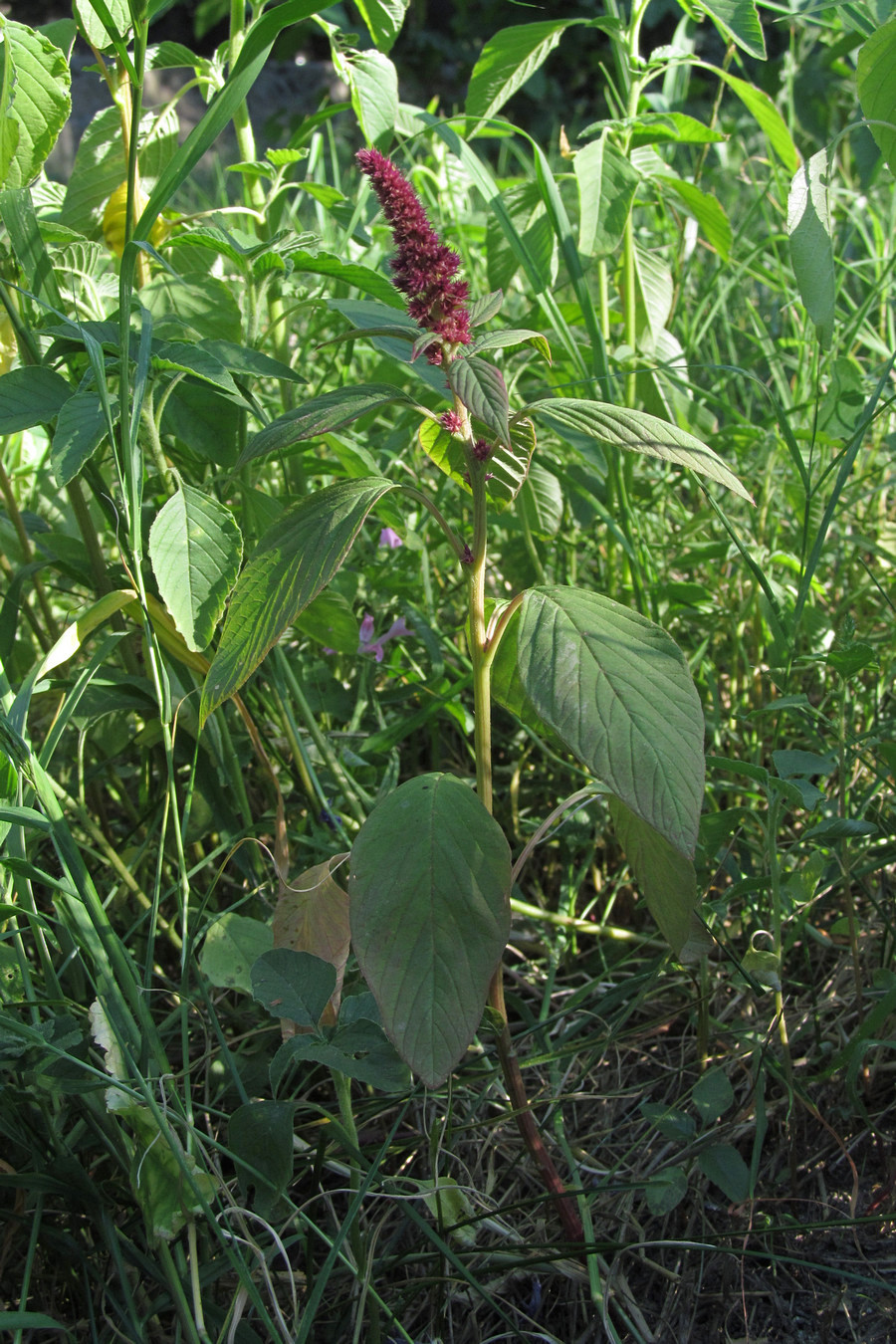 Изображение особи Amaranthus hypochondriacus.