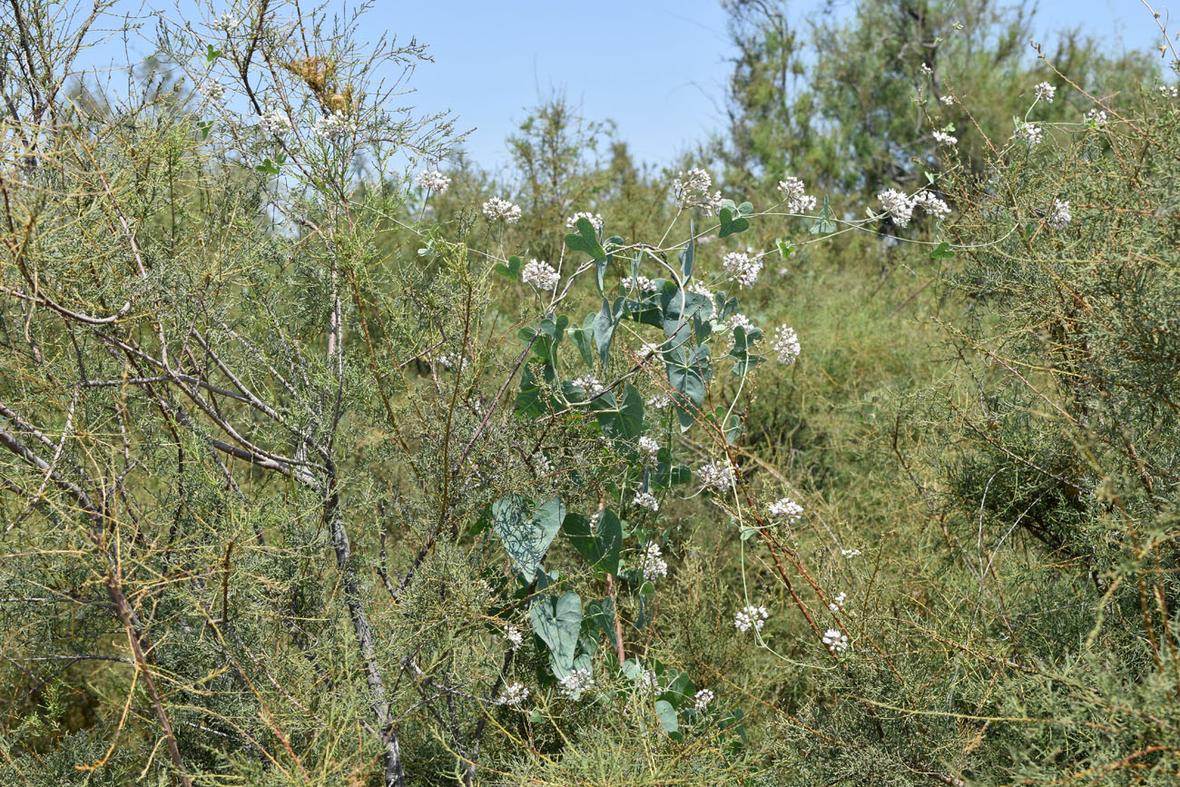 Image of Cynanchum sibiricum specimen.