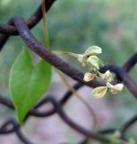 Fallopia convolvulus. Часть побега с листом и соплодием. Украина, г. Киев, Южная Борщаговка, ул. Булгакова. 15 июня 2010 г.