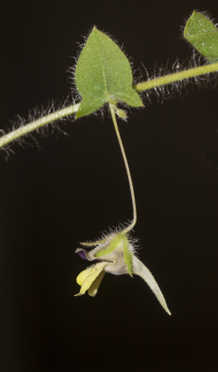 Image of Kickxia elatine specimen.
