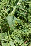 Atriplex calotheca