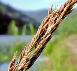 Calamagrostis purpurea