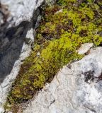 genus Encalypta. Вегетирующее растение со спорогонами. Пермский край, Лысьвинский р-н, подножие камня Ростун, расщелина в камнях. 02.05.2019.