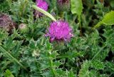 Cirsium acaule. Соцветие и верхушки листьев. Сербия, национальный парк Тара, плоскогорье Равна Тара, окраина луга. 11.07.2019.