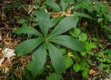 Helleborus caucasicus. Лист (вид сверху). Краснодарский край, МО город-курорт Сочи, Хостинский р-н, долина р. Агура, ООПТ Агурские водопады, лес. 8 октября 2019 г.