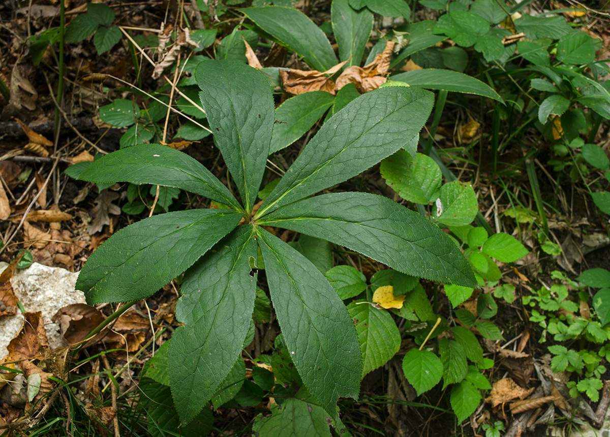 Image of Helleborus caucasicus specimen.