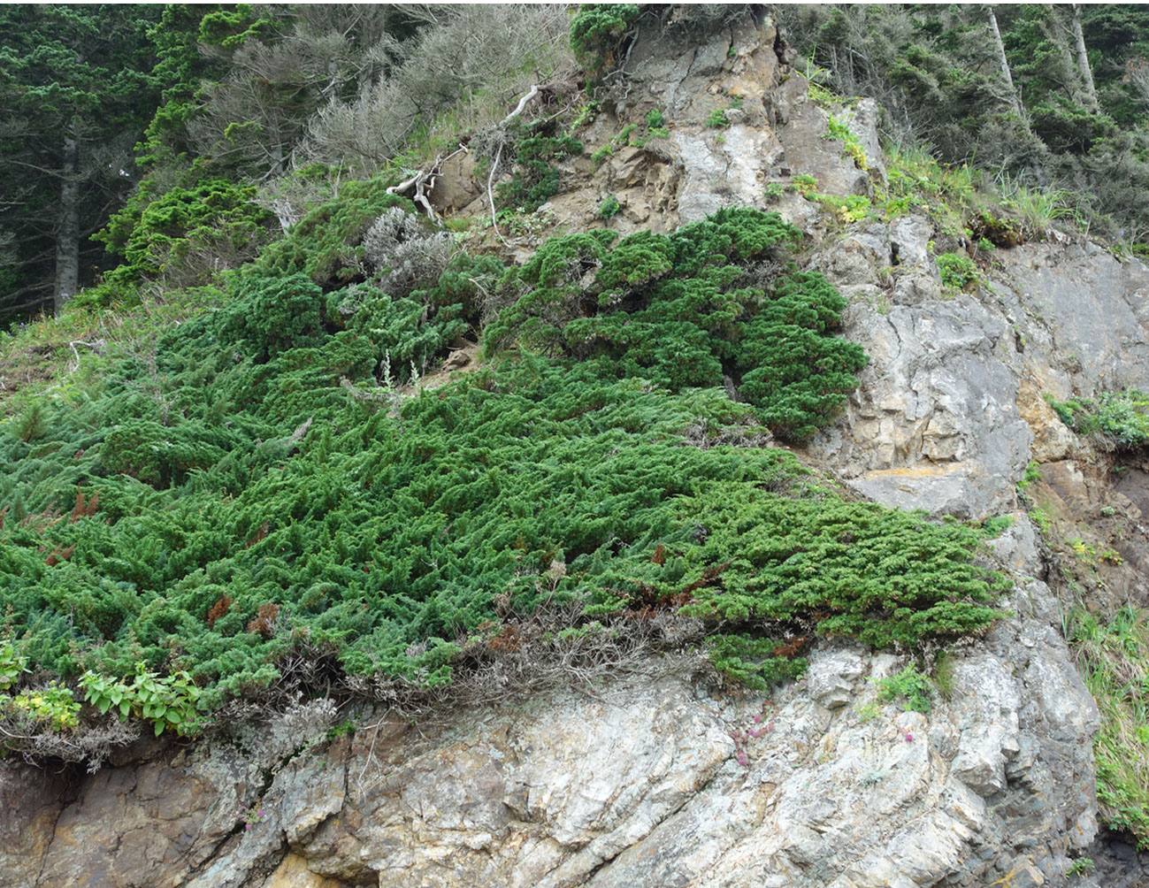 Изображение особи Juniperus sibirica.