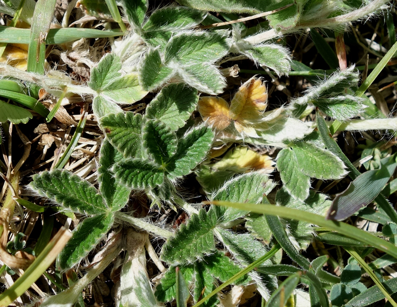 Изображение особи Potentilla nivea.