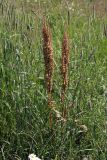 Rumex crispus
