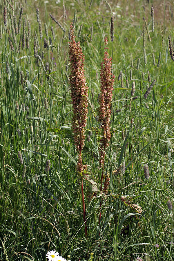 Изображение особи Rumex crispus.