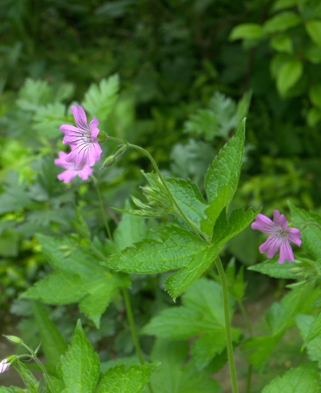 Image of Geranium gracile specimen.