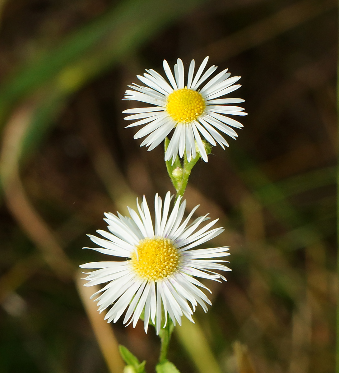 Image of Erigeron annuus specimen.