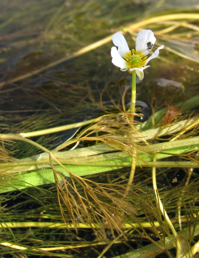 Изображение особи Ranunculus trichophyllus.