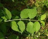 род Philadelphus