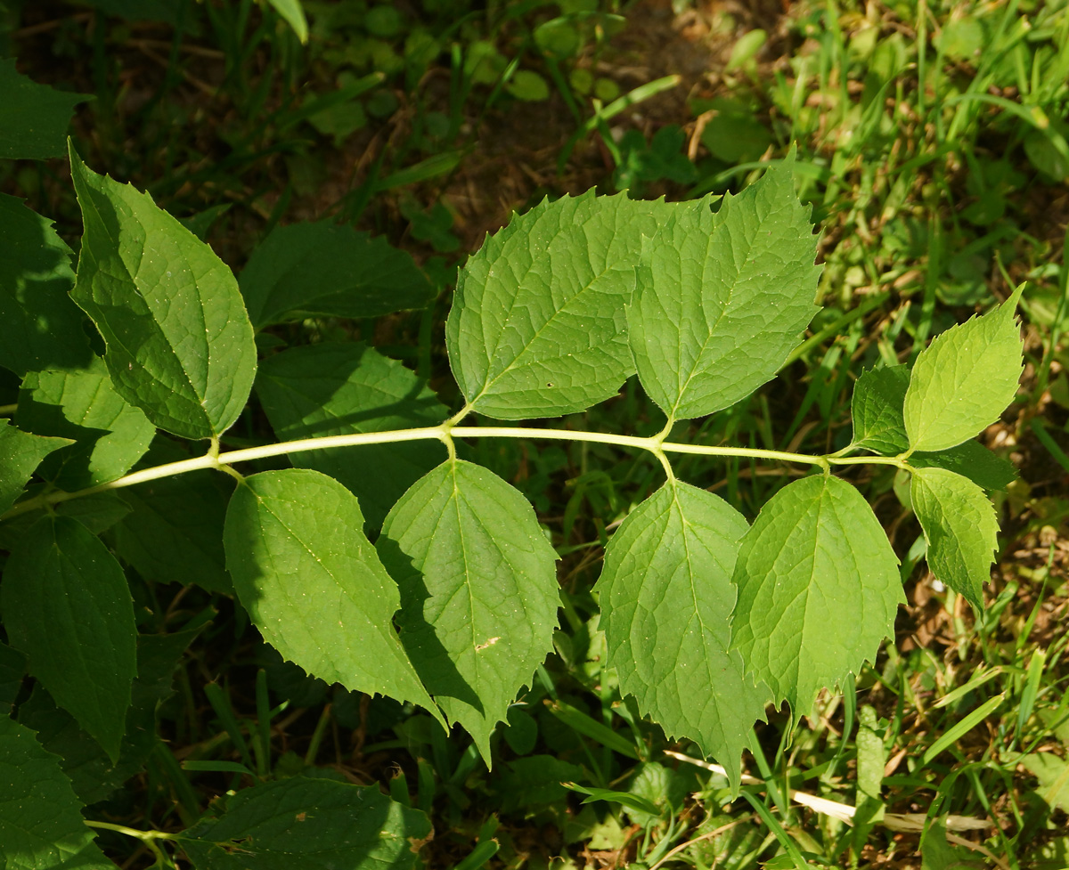 Изображение особи род Philadelphus.