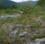 Chamaerhodos erecta