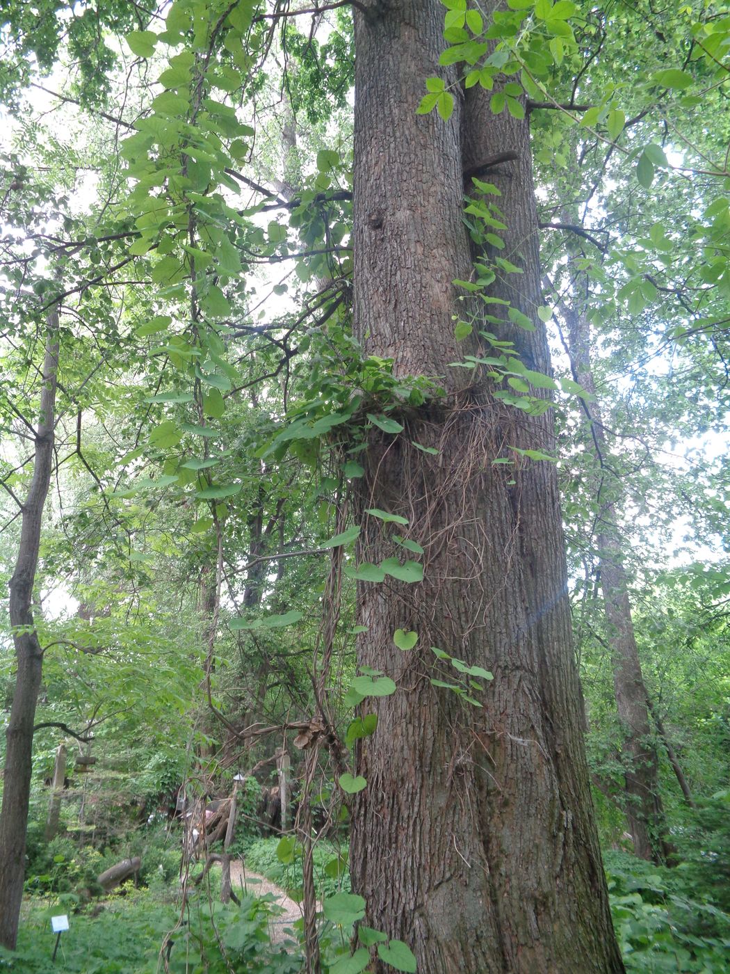 Image of Aristolochia macrophylla specimen.