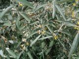 Elaeagnus angustifolia. Ветви с цветками. Тверская обл., г. Тверь, пос. Киселёво, ул. Сержанта Елизарова, в культуре у частного дома. 16 июня 2019 г.