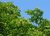 Aesculus hippocastanum. Верхушки веток с незрелыми плодами. Самара, Ботанический сад СамГУ. 05.08.2008.
