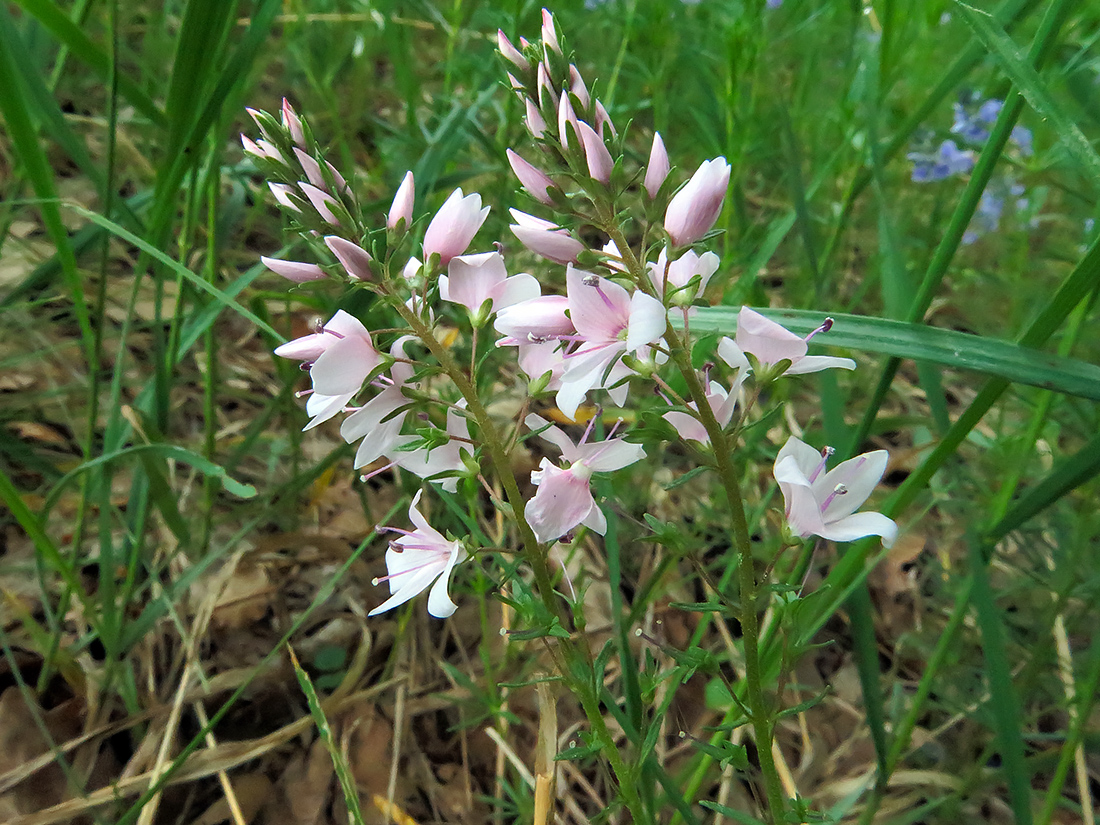 Изображение особи Veronica prostrata.