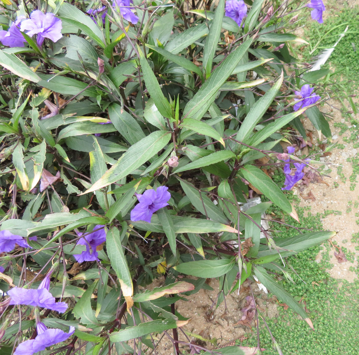 Image of Ruellia simplex specimen.