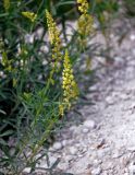 Reseda lutea. Верхушки побегов с соцветиями. Воронежская обл., Лискинский р-н, музей-заповедник \"Дивногорье\", меловой склон. 01.06.2019.