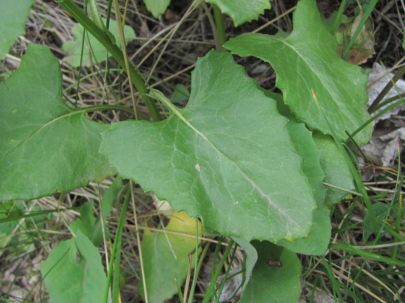 Image of Caucasalia parviflora specimen.