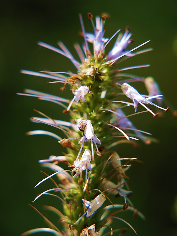 Image of Veronicastrum sibiricum specimen.