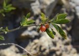 Lonicera pyrenaica