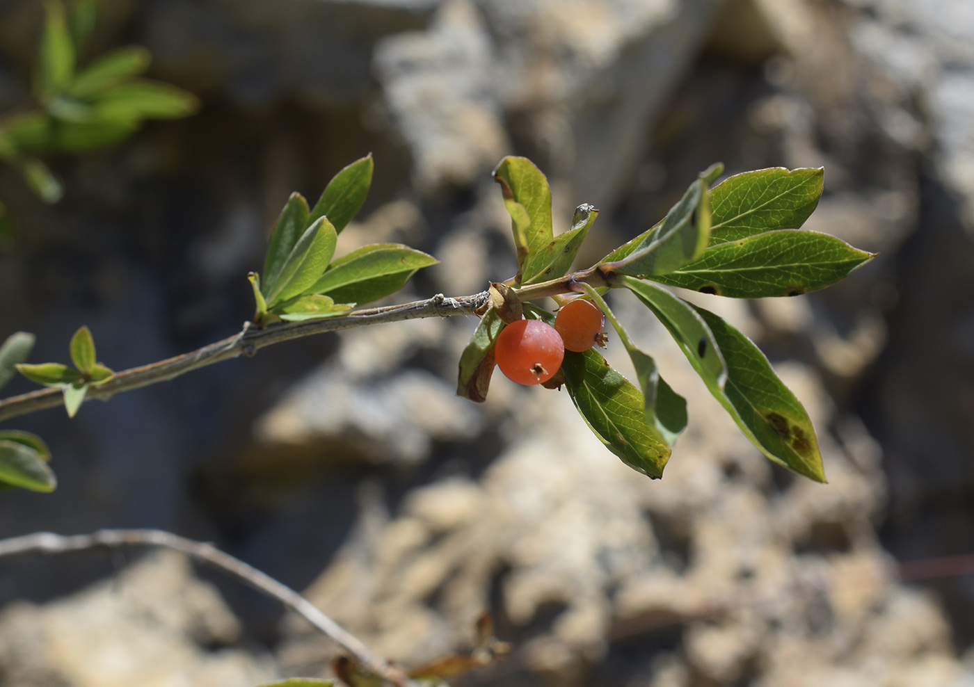 Изображение особи Lonicera pyrenaica.