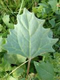 Oxybasis chenopodioides