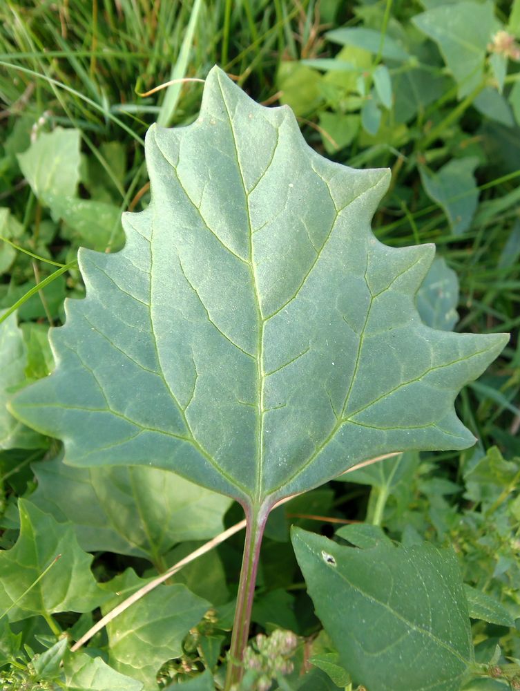 Image of Oxybasis chenopodioides specimen.