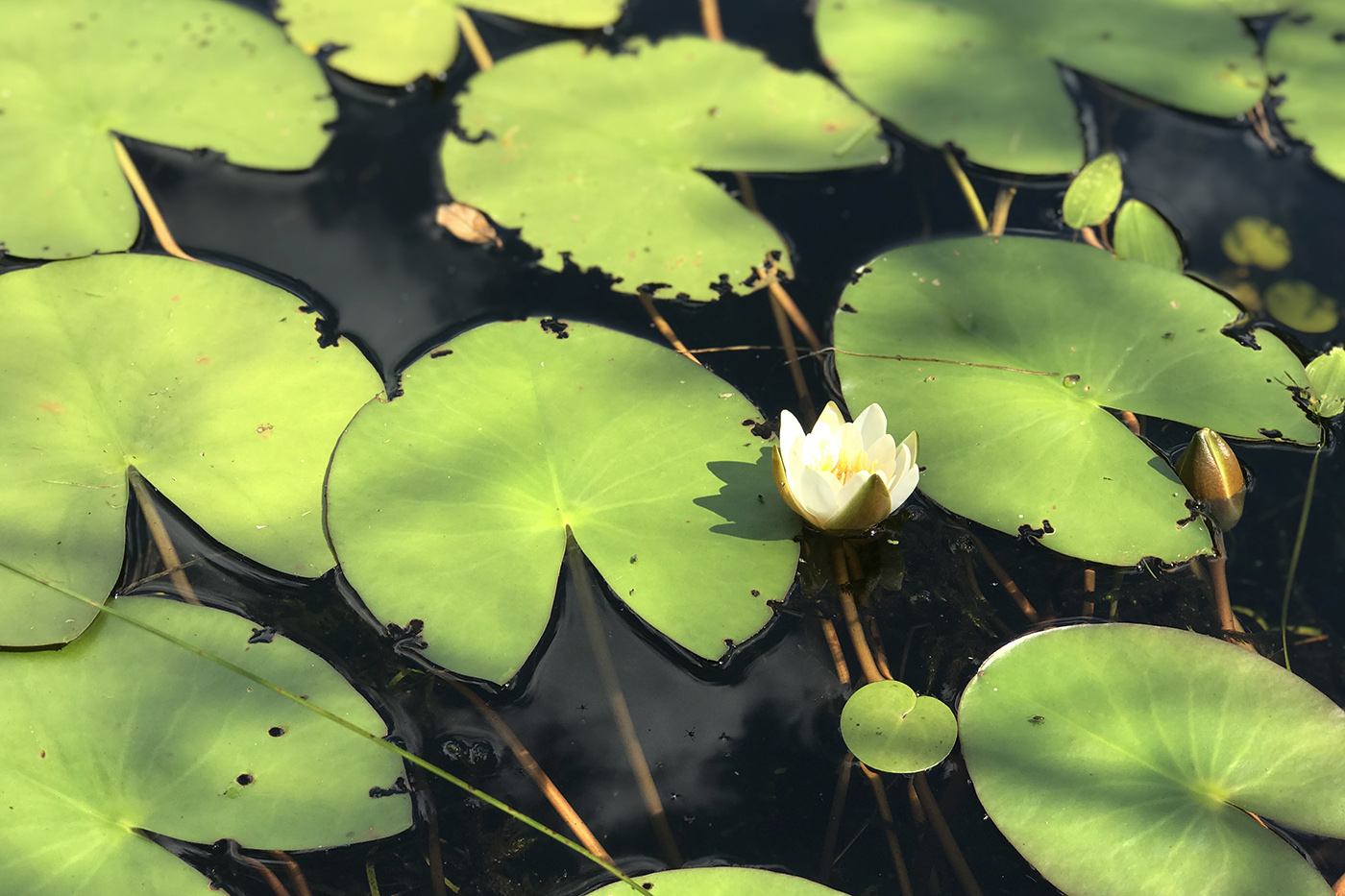 Image of genus Nymphaea specimen.