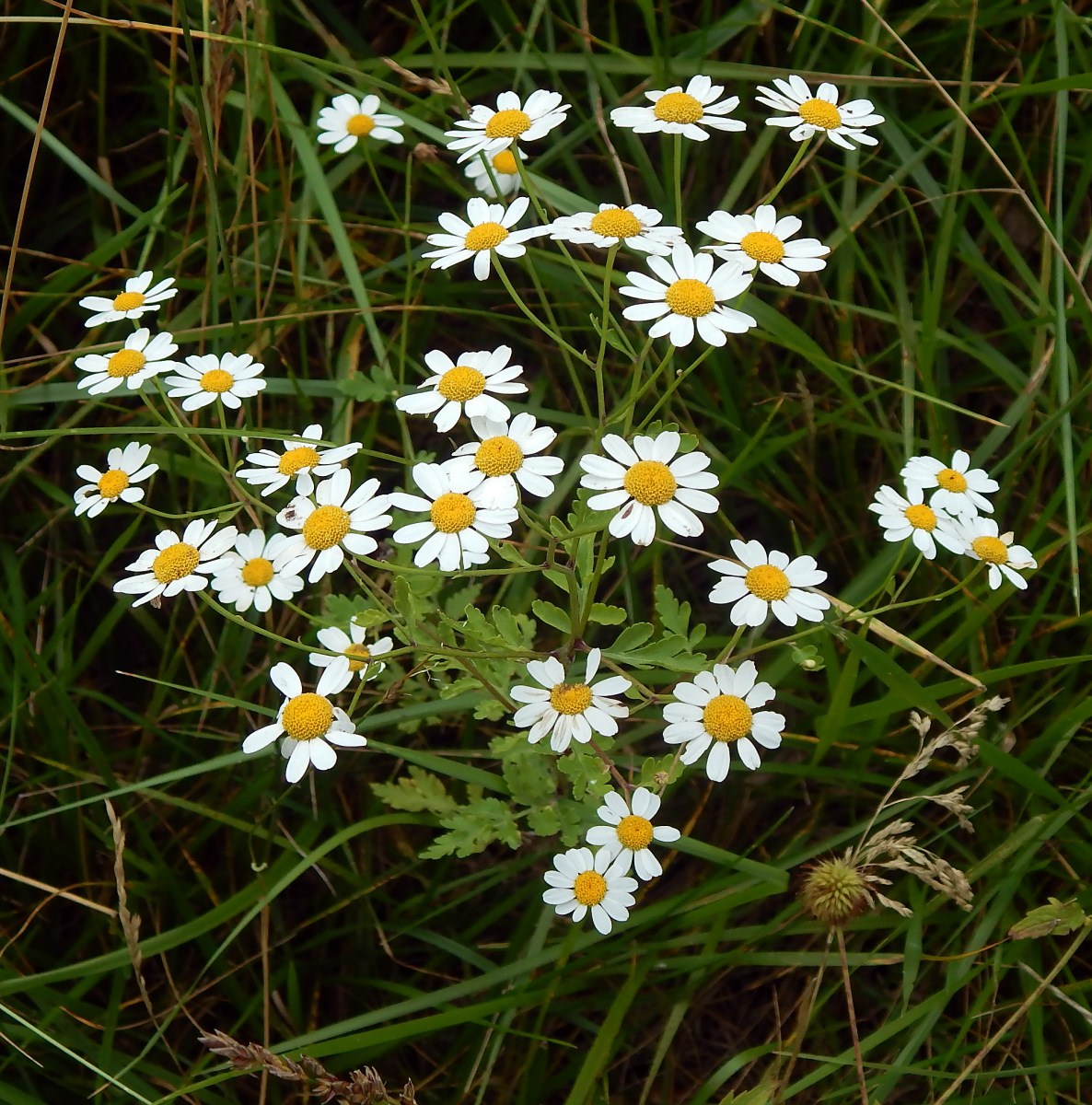 Изображение особи Pyrethrum parthenifolium.