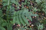 Cirsium oleraceum