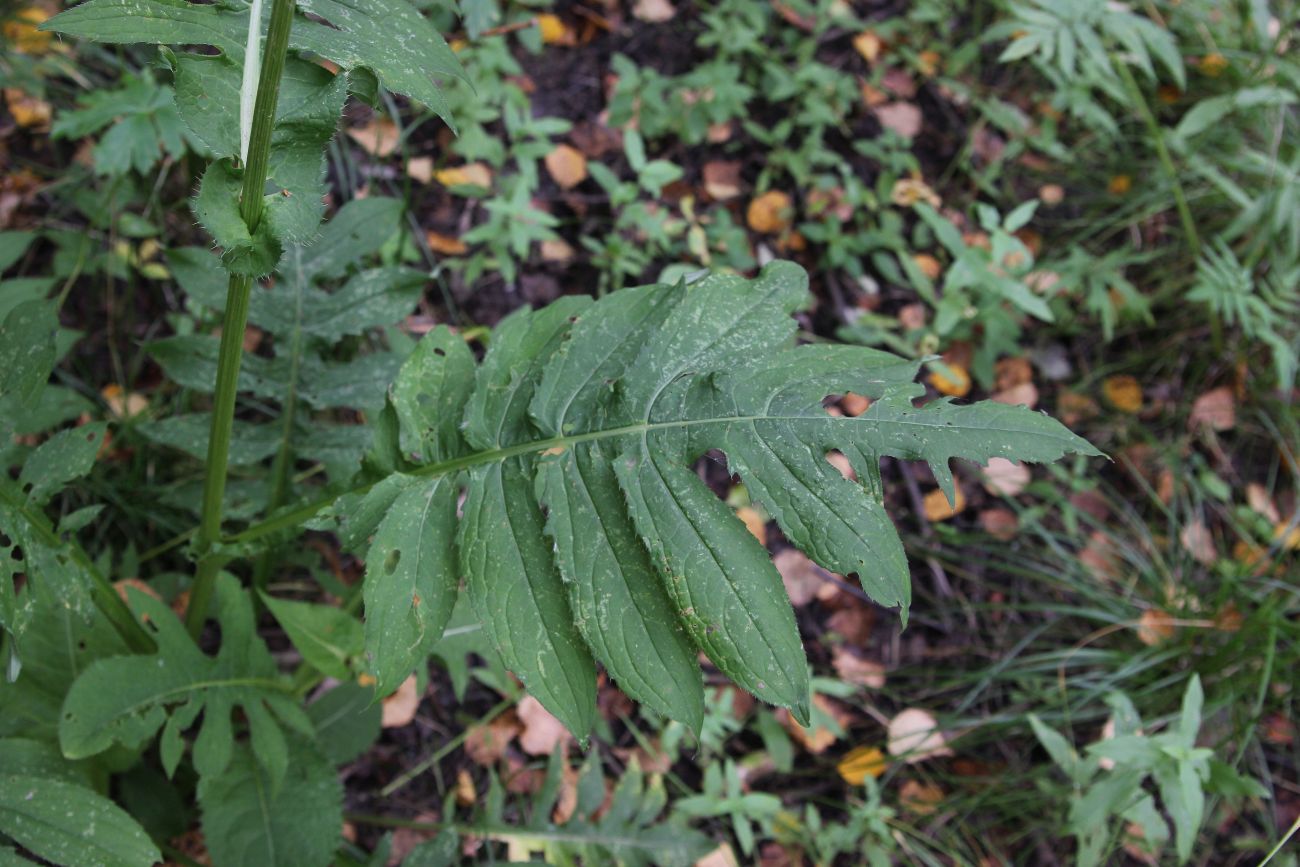 Изображение особи Cirsium oleraceum.