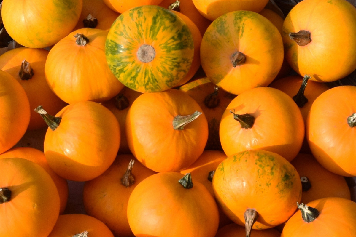 Image of Cucurbita pepo specimen.