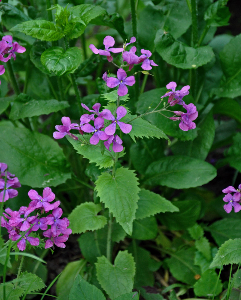 Изображение особи Lunaria annua.