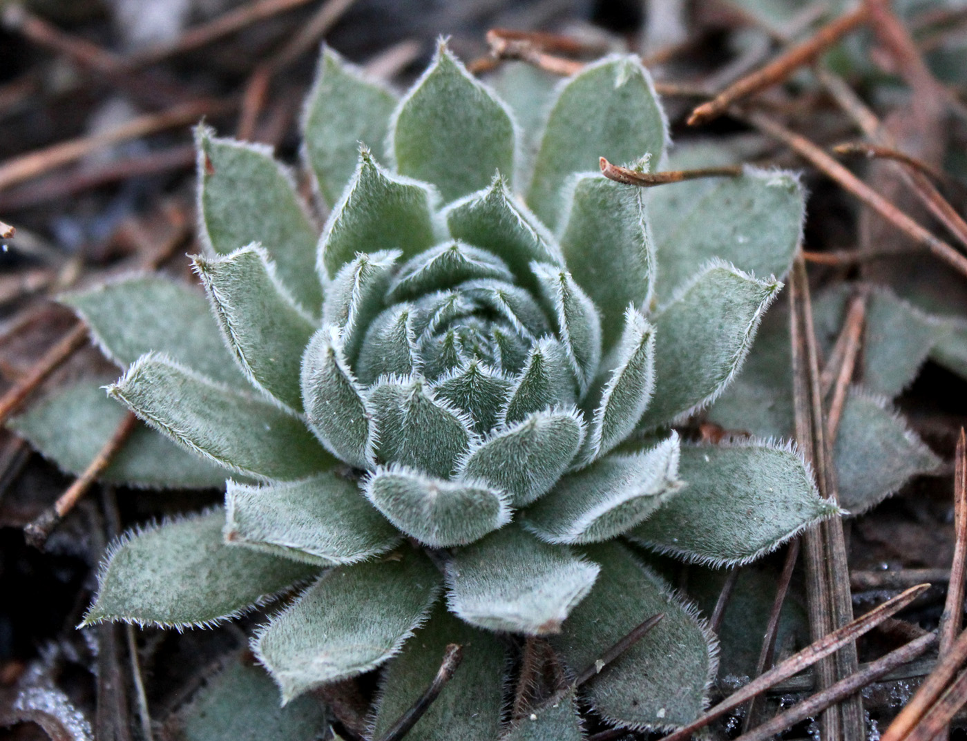 Изображение особи Sempervivum ruthenicum.