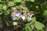 Rubus ulmifolius. Соцветие с завязывающимися плодами. Испания, автономное сообщество Каталония, провинция Жирона, комарка Баш Эмпорда, муниципалитет Калонже, рудеральное местообитание. 08.06.2019.