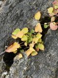 Campanula rotundifolia. Вегетирующее растение с листьями в осенней окраске. Мурманская обл., Кольский р-н, долина р. Титовка ниже автодороги А138 Мурманск — Печенга, Мельничные водопады, скальный обрыв, замшелая расщелина. 23.09.2020.