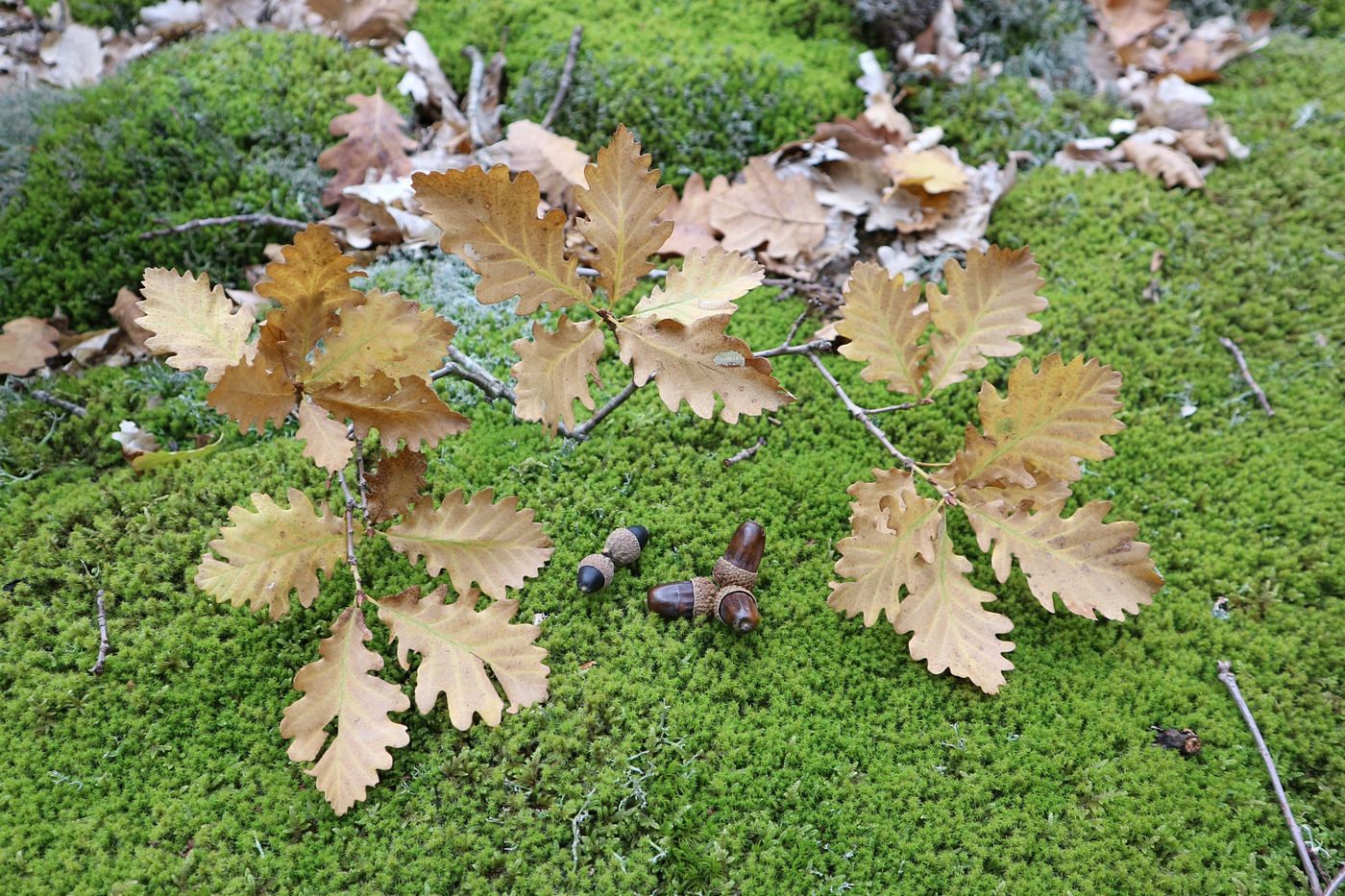 Изображение особи Quercus petraea.