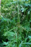 Scirpus sylvaticus. Верхушка цветущего растения. Республика Алтай, Шебалинский р-н, долина р. Камлак, заводь. 01.07.2010.